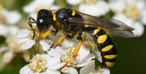 Crabro cribrarius